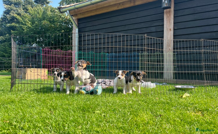 Kruising honden - Advertentie 5