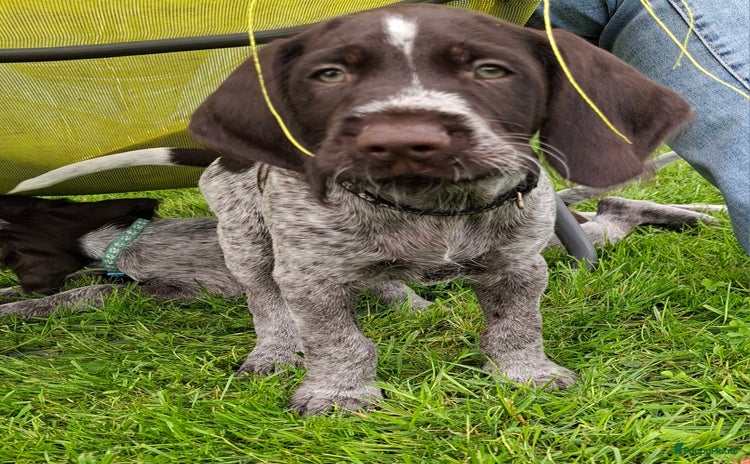 Duitse Staande Hond Draadhaar honden - Advertentie 1