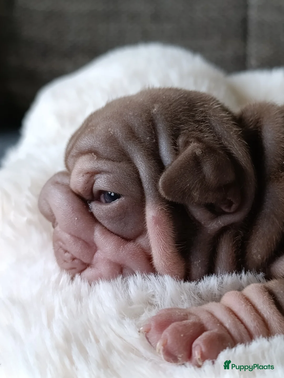 Franse Bulldog honden te koop: Big rope Velvet Franse bulldog  - Advertentie 4