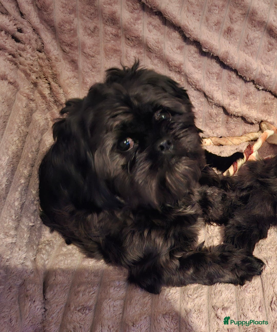 Shih Tzu honden ter dekking: Mooie lieve zwarte  Dek reu Shih Tzu - Advertentie 2