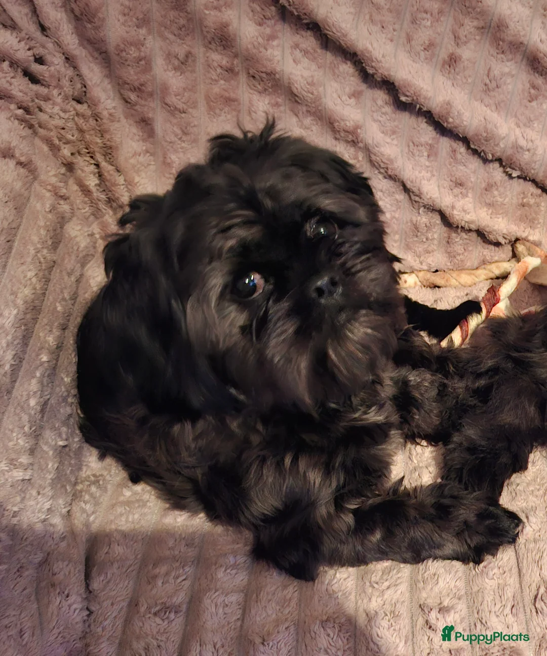 Shih Tzu honden ter dekking: Mooie lieve zwarte  Dek reu Shih Tzu - Advertentie 2