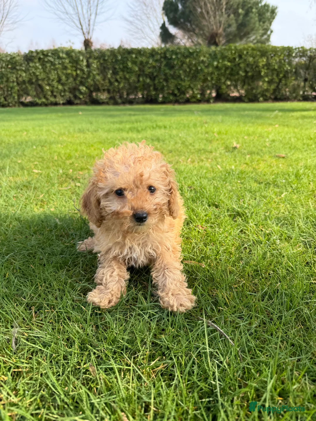 Labradoodle honden te koop: Mini Doodle (Poedel x Mini Labradoodle) pups - Advertentie 20