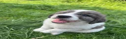 Kruising honden te koop: Schitterende Landseer X Tatra/Aussie/Leonberg pups - Advertentie 7