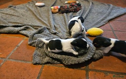Jack Russel Terriër honden te koop: Jack russel pups (laagbenig) in Baarle-Nassau - Afbeelding 2