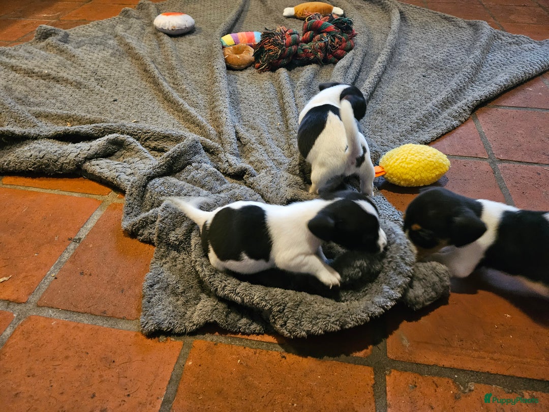 Jack Russel Terriër honden te koop: Jack russel pups (laagbenig) in Baarle-Nassau - Afbeelding 2