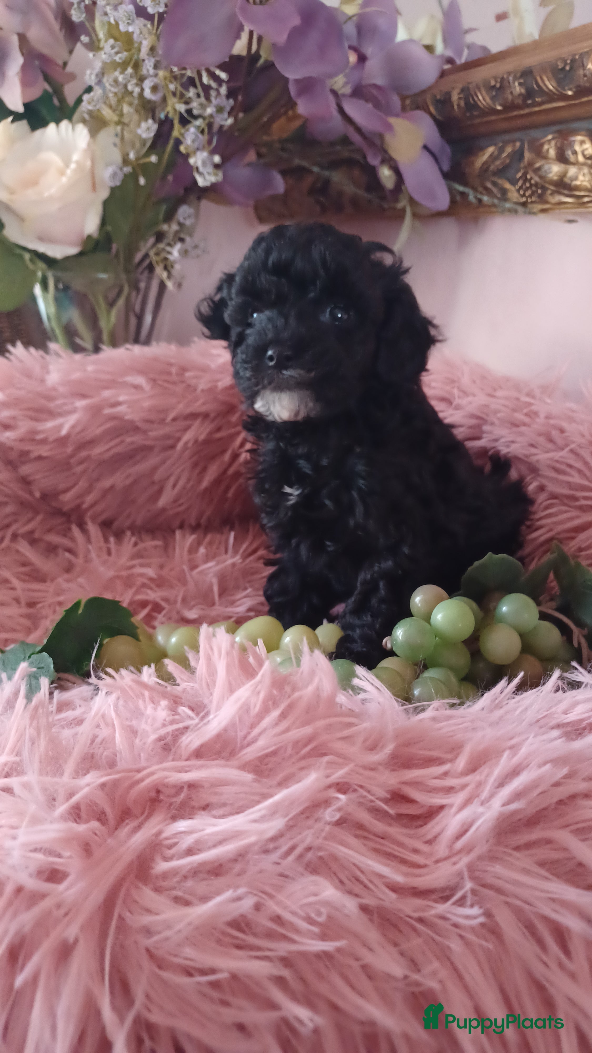 Poedel Toy honden Toy poedel reutje  - Advertentie 2