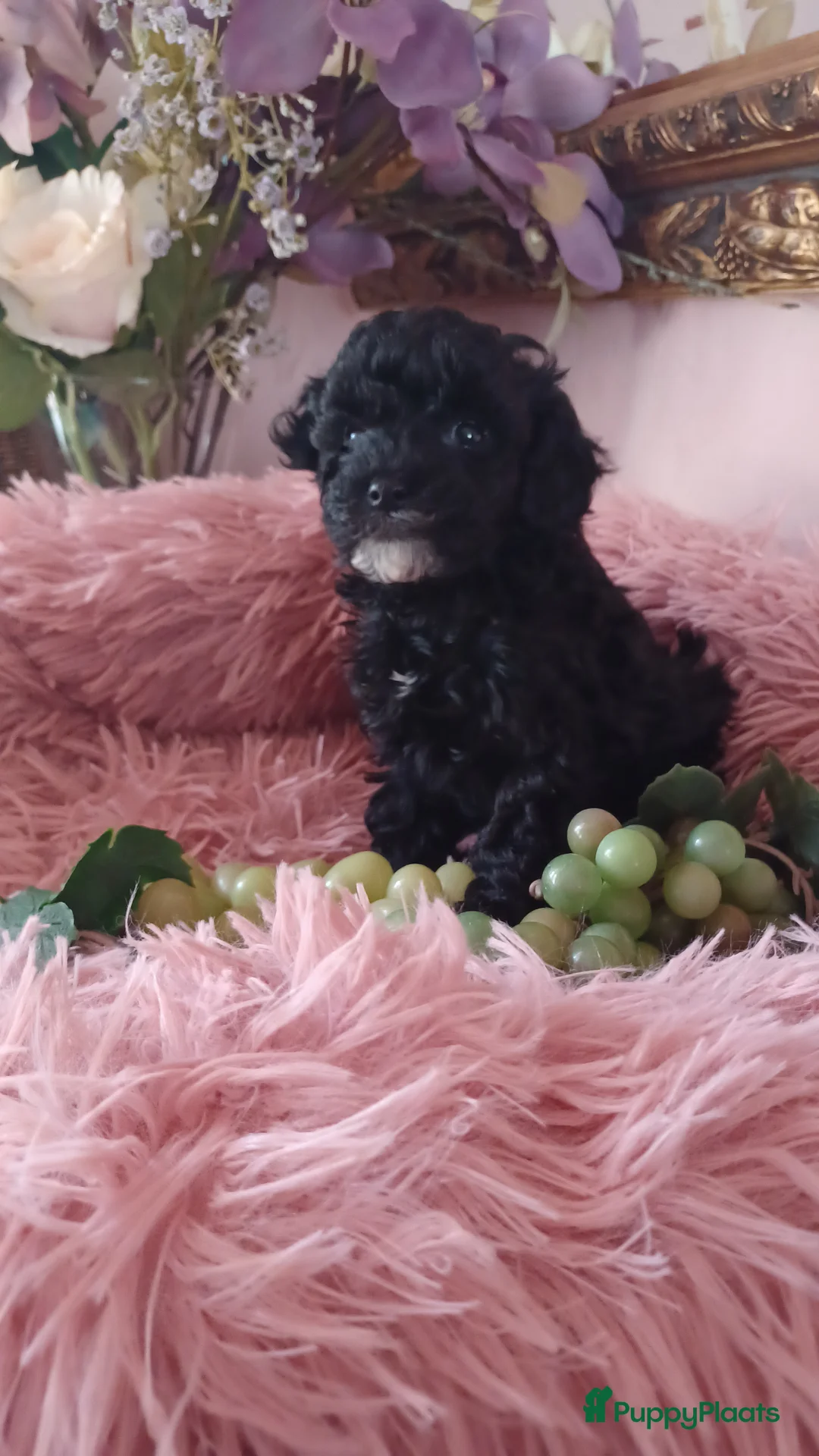 Poedel Toy honden te koop: Toy poedel reutje  - Advertentie 1