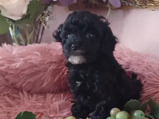 Poedel Toy honden Toy poedel reutje - Advertentie 2