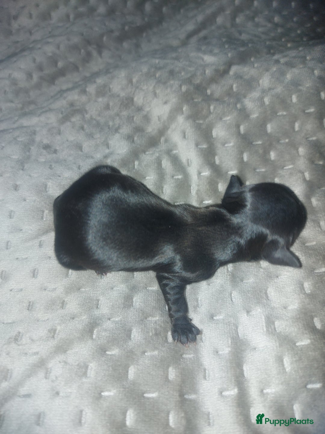 Chihuahua honden te koop: Prachtige pupjes - Advertentie 4