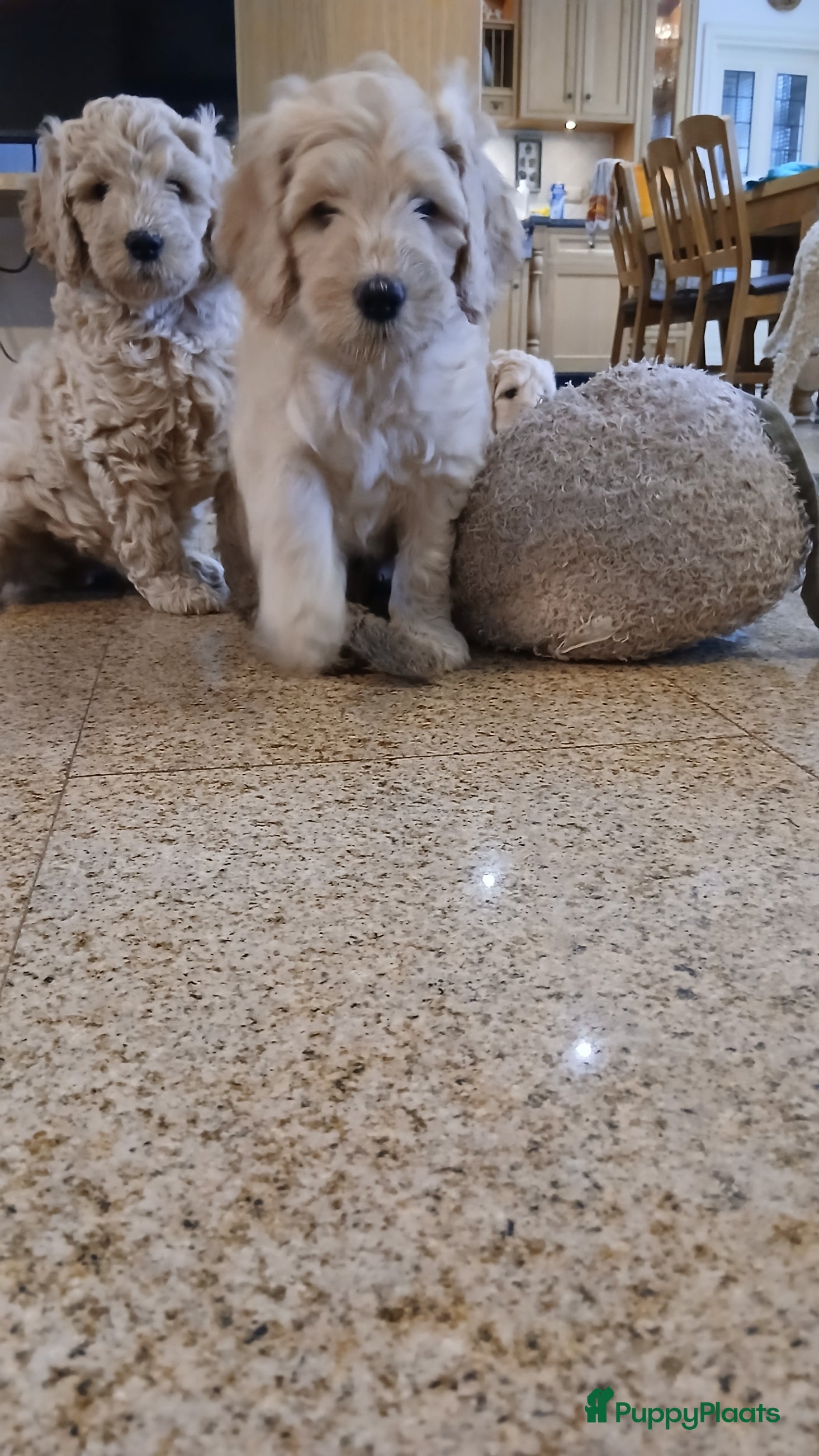 Labradoodle honden mooie multi x labradoodle australiën doodle pups - Advertentie 4