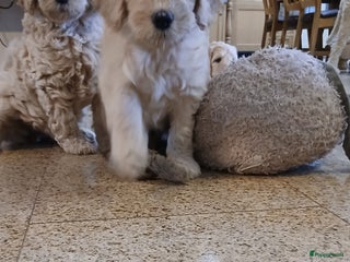 Labradoodle honden mooie multi x labradoodle australiën doodle pups - Advertentie 18