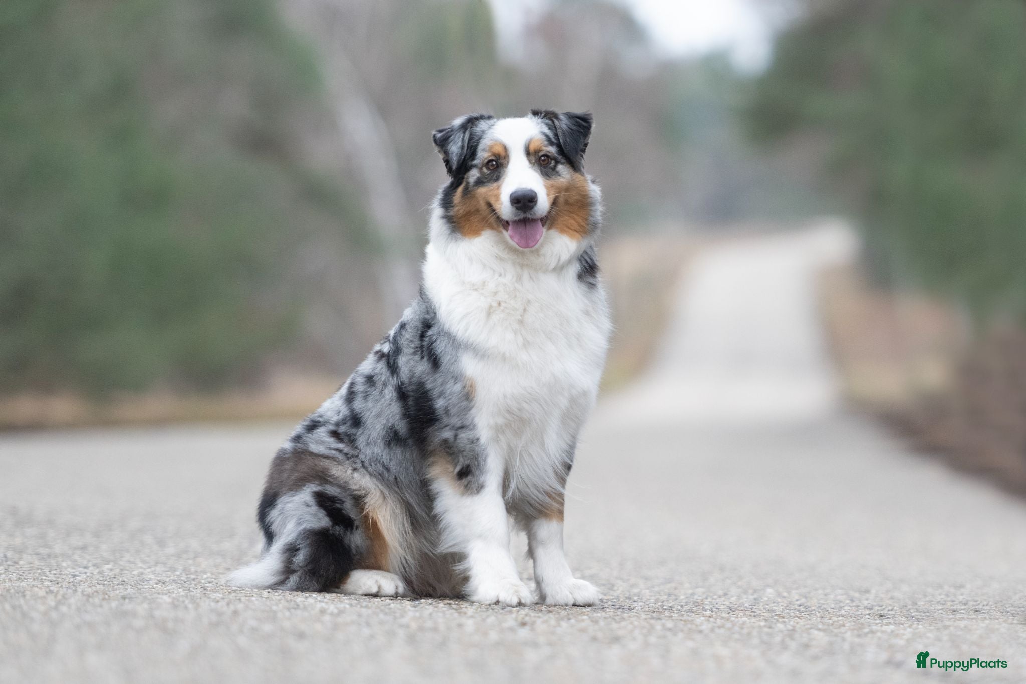 Australian Shepherd honden Australian shepherd pups met stamboom - Advertentie 2