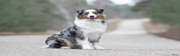 Australian Shepherd honden te koop: Australian shepherd pups met stamboom - Advertentie 2