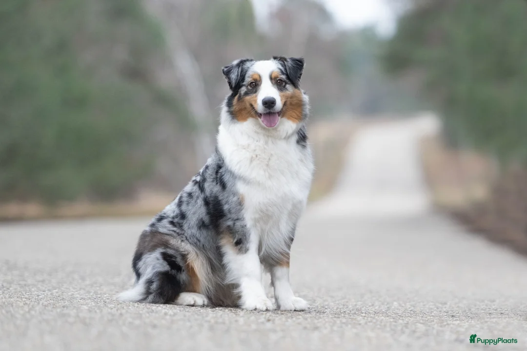 Australian Shepherd honden te koop: Australian shepherd pups met stamboom - Advertentie 2