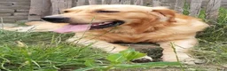 Kruising honden te koop: Eurasier/Duitse Herder x Golden Retriever pups - Advertentie 4