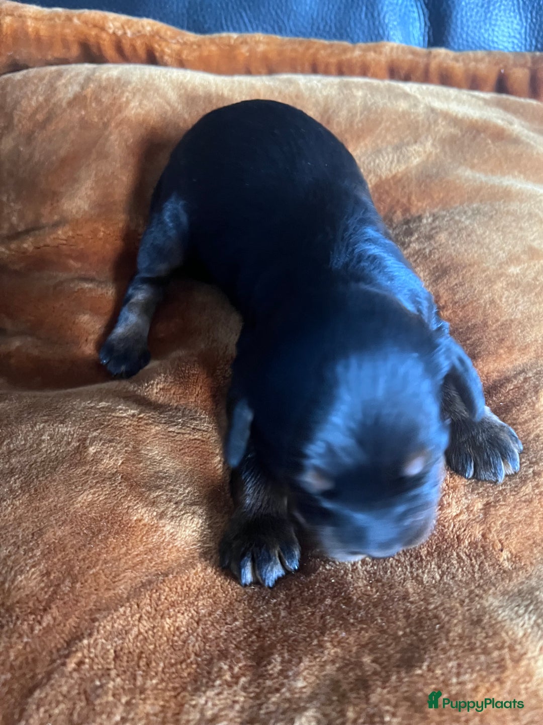 Cockapoo honden te koop: Cockapoo pups geboren  - Advertentie 7