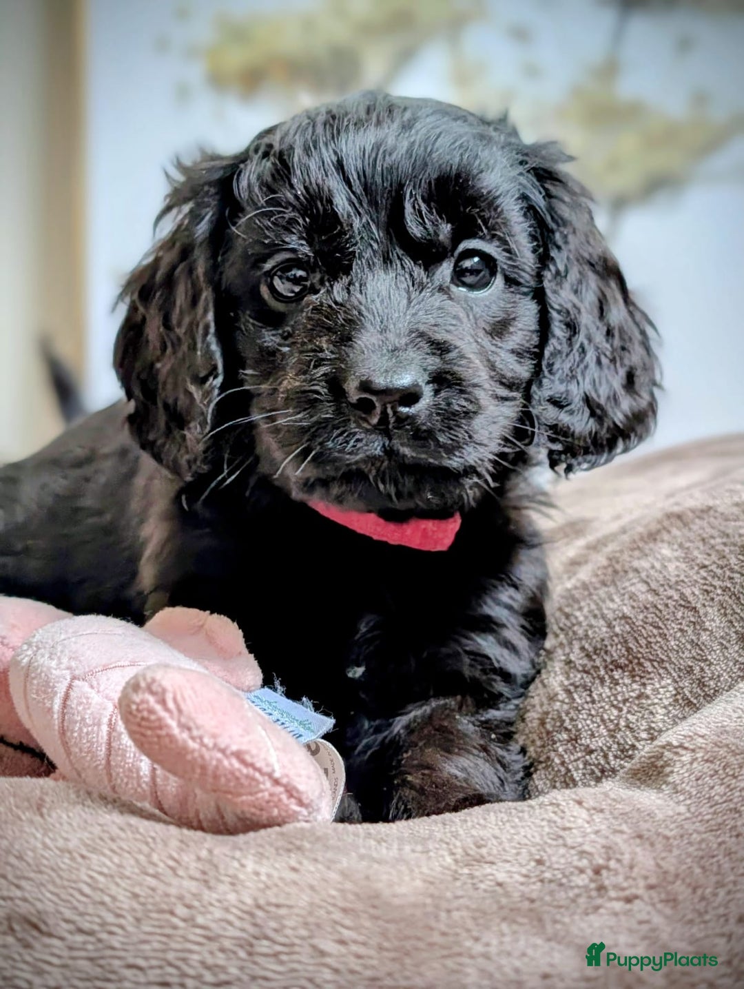 Kruising honden te koop: Kr Engelse cockerspaniel pups.Type Cockapoo - Advertentie 7