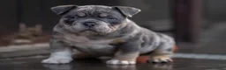 Amerikaanse Bully honden te koop: American Bully pocket pups verwacht  - Advertentie 31