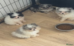 Pomeriaan honden te koop:  puppies mogen nu weg in prijs verlaagd  in Zoetermeer - Afbeelding 8
