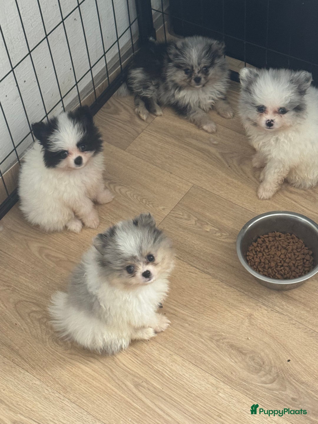 Pomeriaan honden te koop:  puppies mogen nu weg in prijs verlaagd  in Zoetermeer - Afbeelding 8