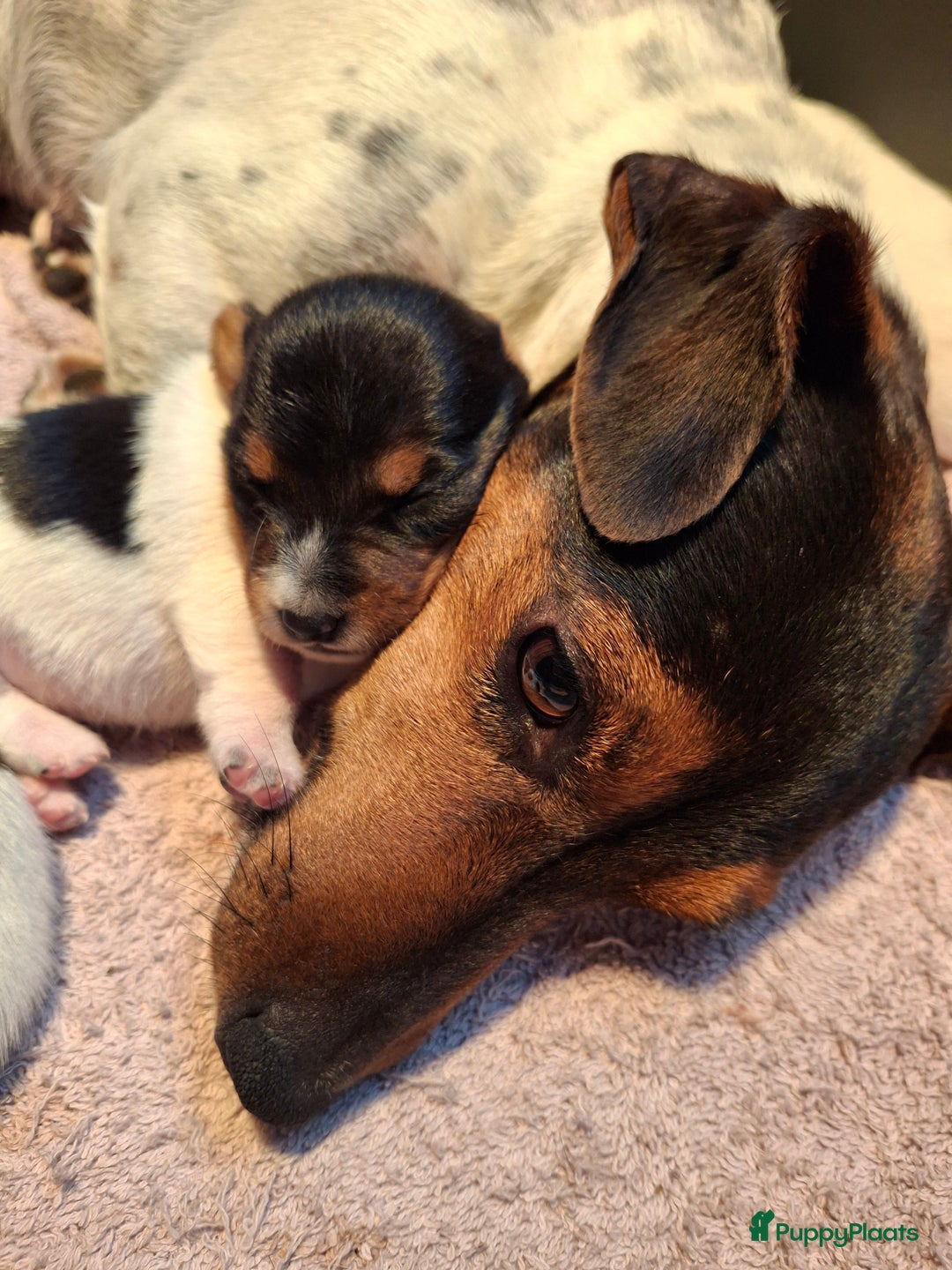 Jack Russel Terriër honden te koop: Jack Russel puppy's  - Advertentie 2