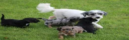 Kruising honden te koop: Boompoo pups - Advertentie 2