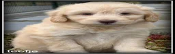 Kruising honden te koop: Bordoodle pups. Bordoodle x Labradoodle - Advertentie 16