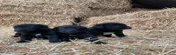 Kruising honden te koop: Kruising Stabij x Duitse Herder - Advertentie 1