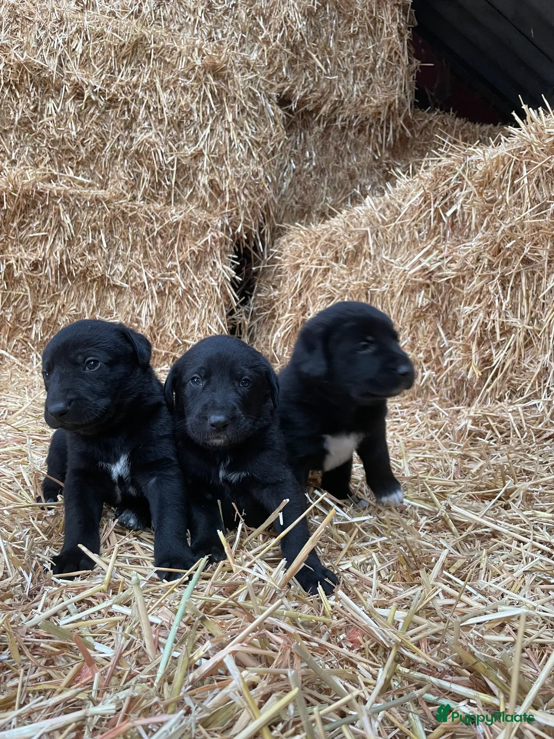 Kruising honden te koop: Kruising Stabij x Duitse Herder - Advertentie 1
