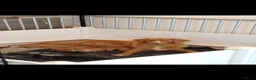 Nova Scotia Duck Tolling Retriever honden te koop: Lieve Nova Scotia Duck Tolling Retriever Pups - Advertentie 2