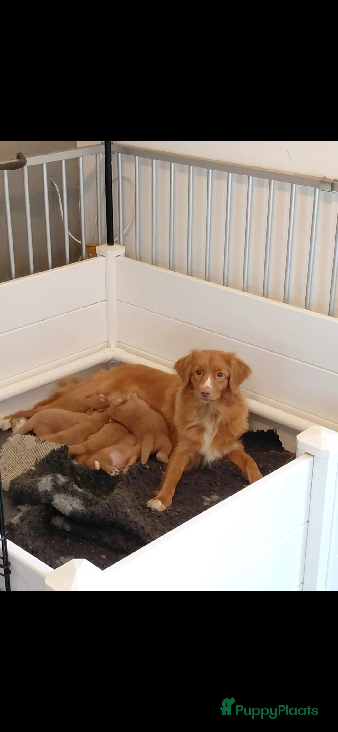 Nova Scotia Duck Tolling Retriever honden te koop: Lieve Nova Scotia Duck Tolling Retriever Pups - Advertentie 2