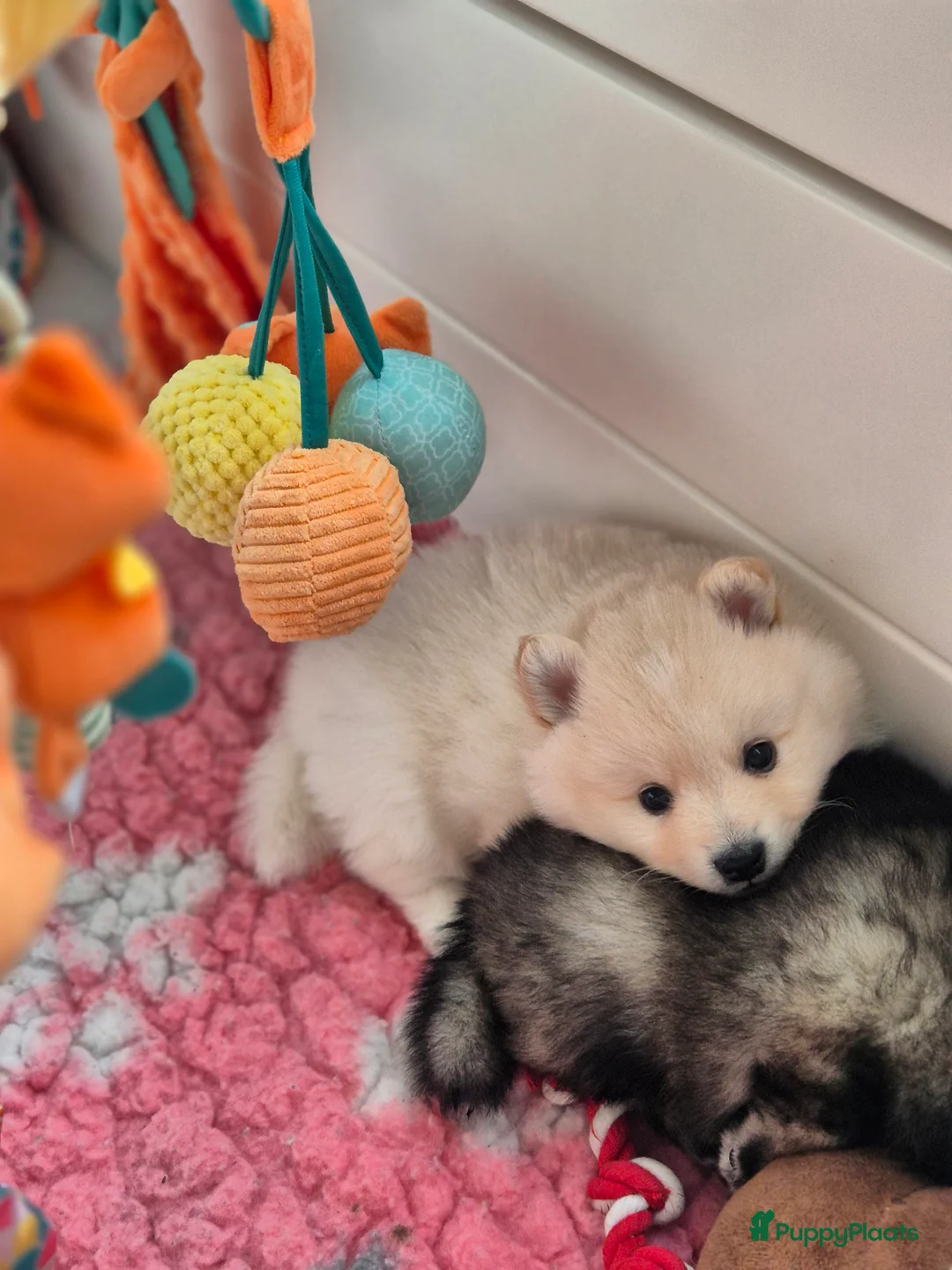 Keeshond honden te koop: Middenslag Keeshond pups - Advertentie 12