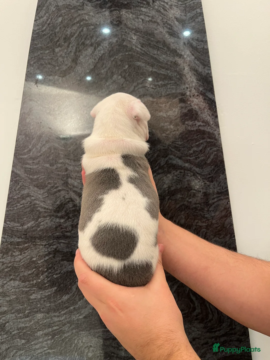 American Staffordshire Terriër honden te koop: Amerikaanse Stafford Pups - Advertentie 8