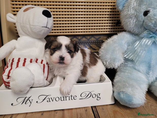 Kruising honden - Advertentie 2