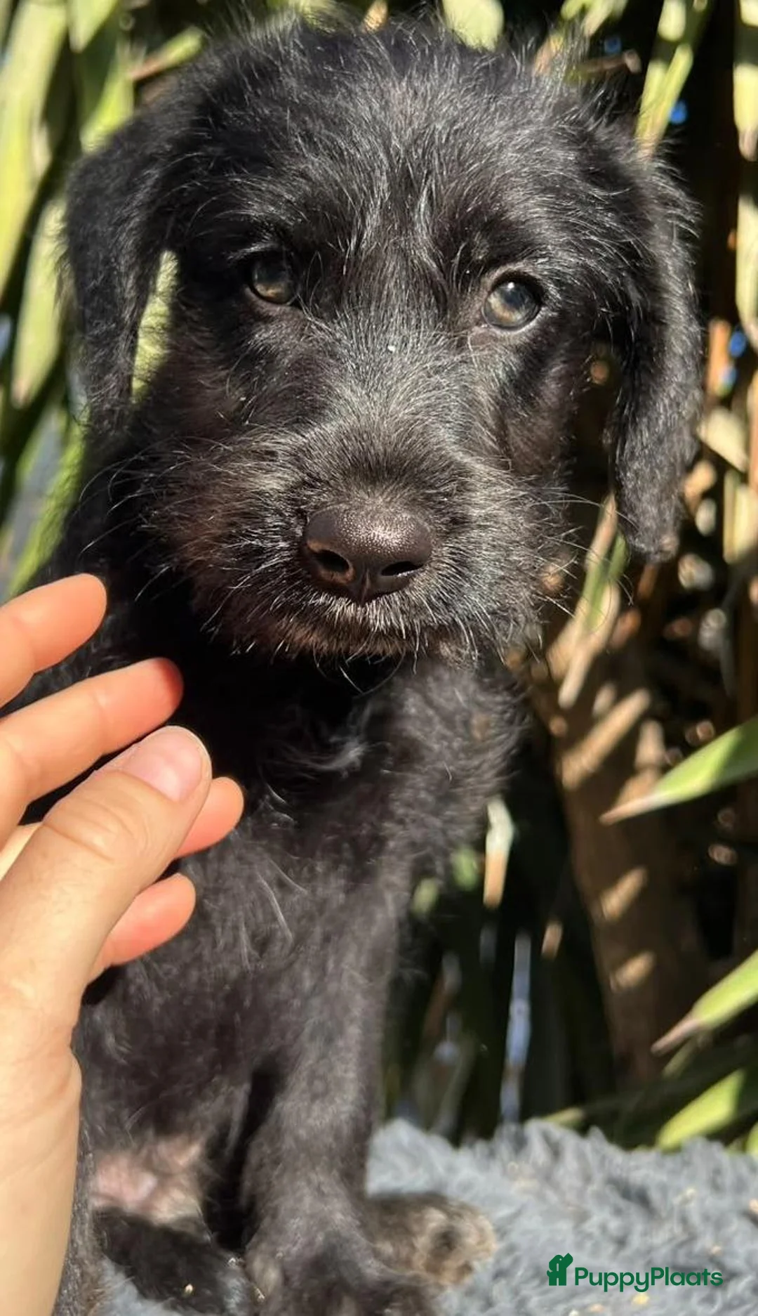 Kruising honden ter adoptie: Arno waar mag zijn mandje komen te staan?  - Advertentie 8
