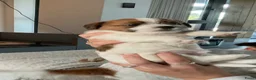 Jack Russel Terriër honden te koop: Prachtige ruwharige jack russel reutje - Advertentie 2