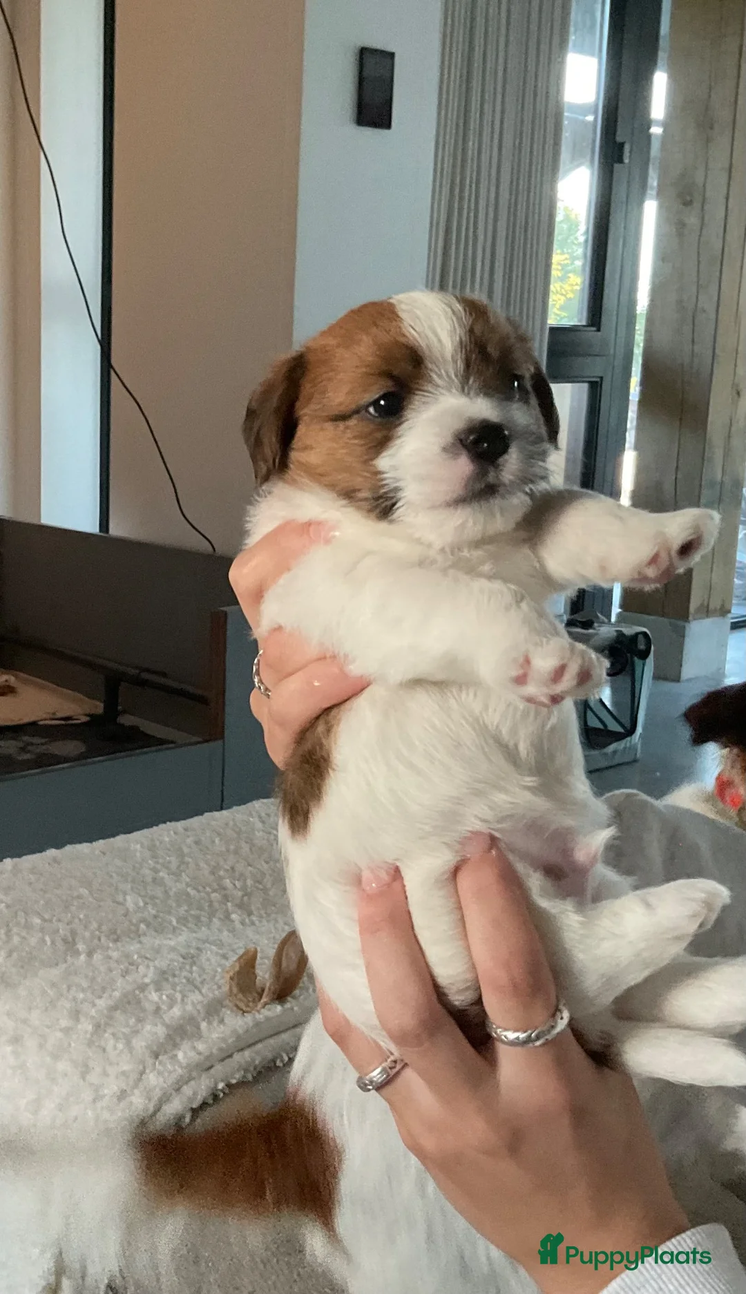 Jack Russel Terriër honden te koop: Prachtige ruwharige jack russel reutje - Advertentie 2