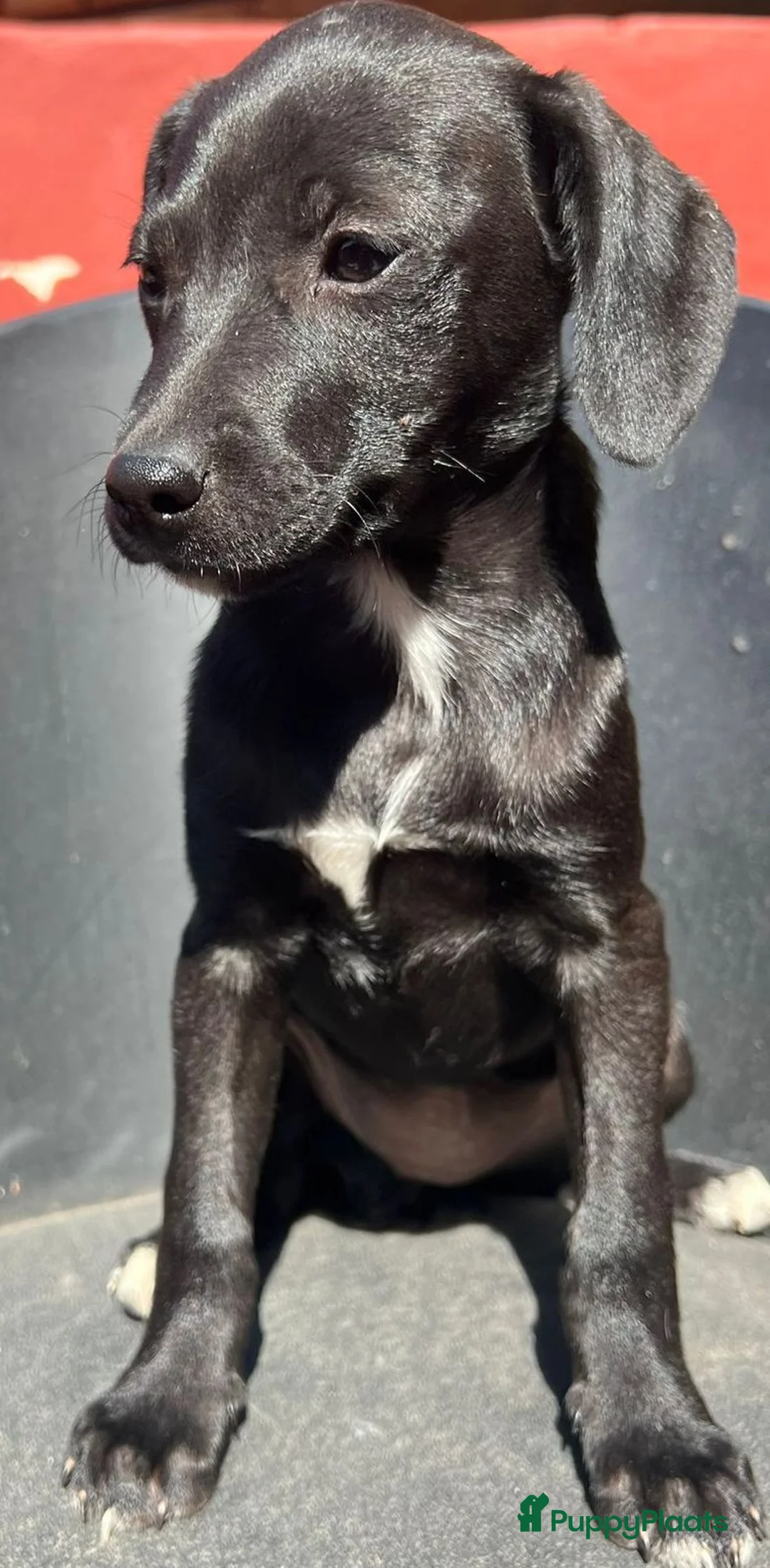Kruising honden ter adoptie: Mila zoekt een vriendje voor het leven  - Advertentie 6