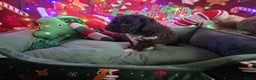Lagotto Romagnolo honden te koop: Lagotto Romagnolo - Ollie - Advertentie 3