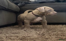 Amerikaanse Bully honden te koop: American Bully XL pups met ABKC stamboom - Afbeelding 1