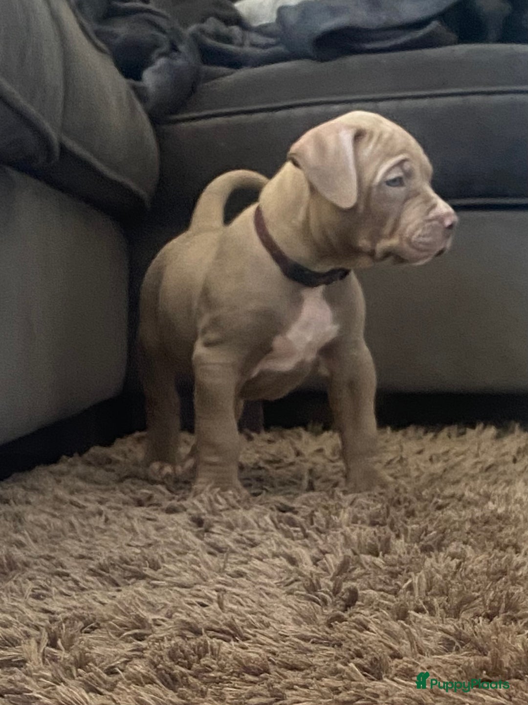 Amerikaanse Bully honden te koop: American Bully XL pups met ABKC stamboom - Afbeelding 1