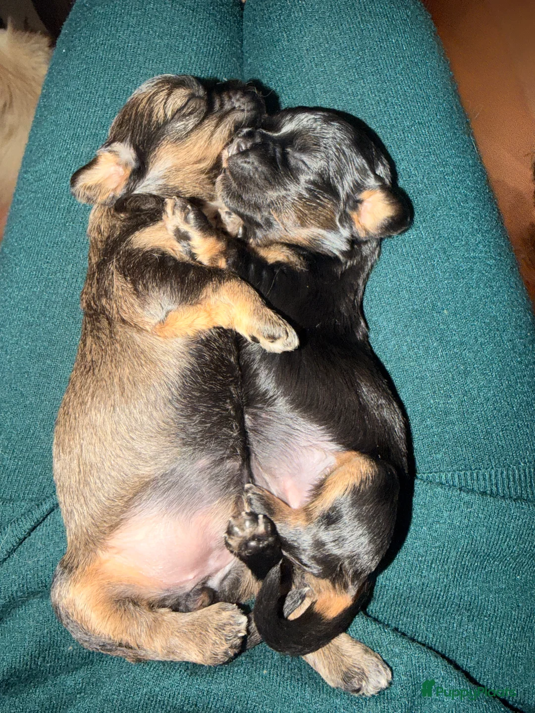 Havanezer honden te koop: Havanezer pup - Advertentie 11