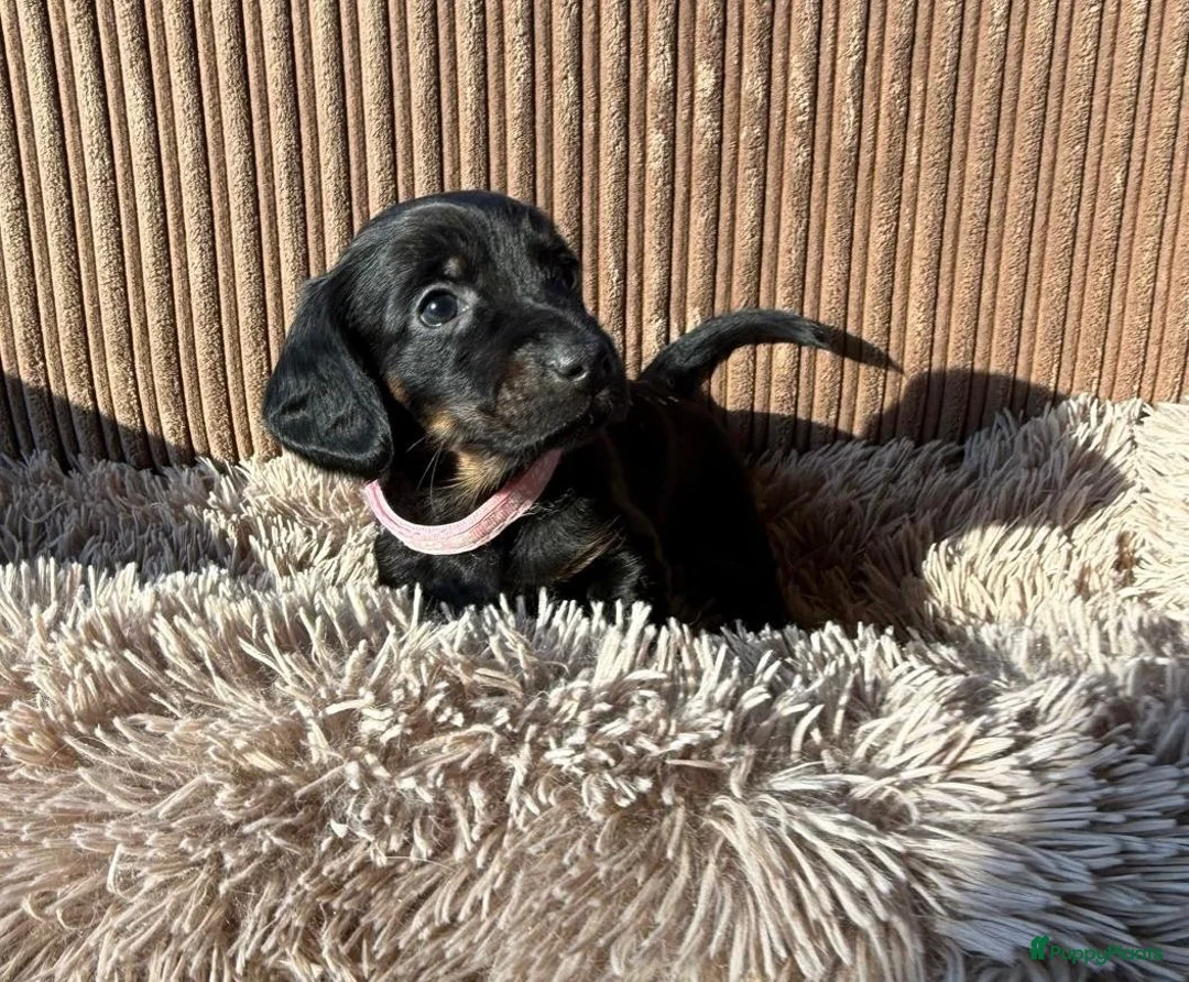 Teckel (korthaar)  honden te koop: Teckel pups - Advertentie 15