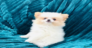 Pomeriaan honden Schattige mini pomeranian pomeriaan teefjes - Advertentie 2