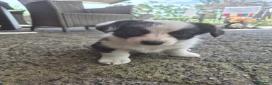 Floortje