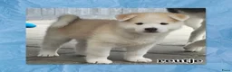 Kruising honden te koop: Alaskan Malamute mix  in Boxtel - Advertentie 2