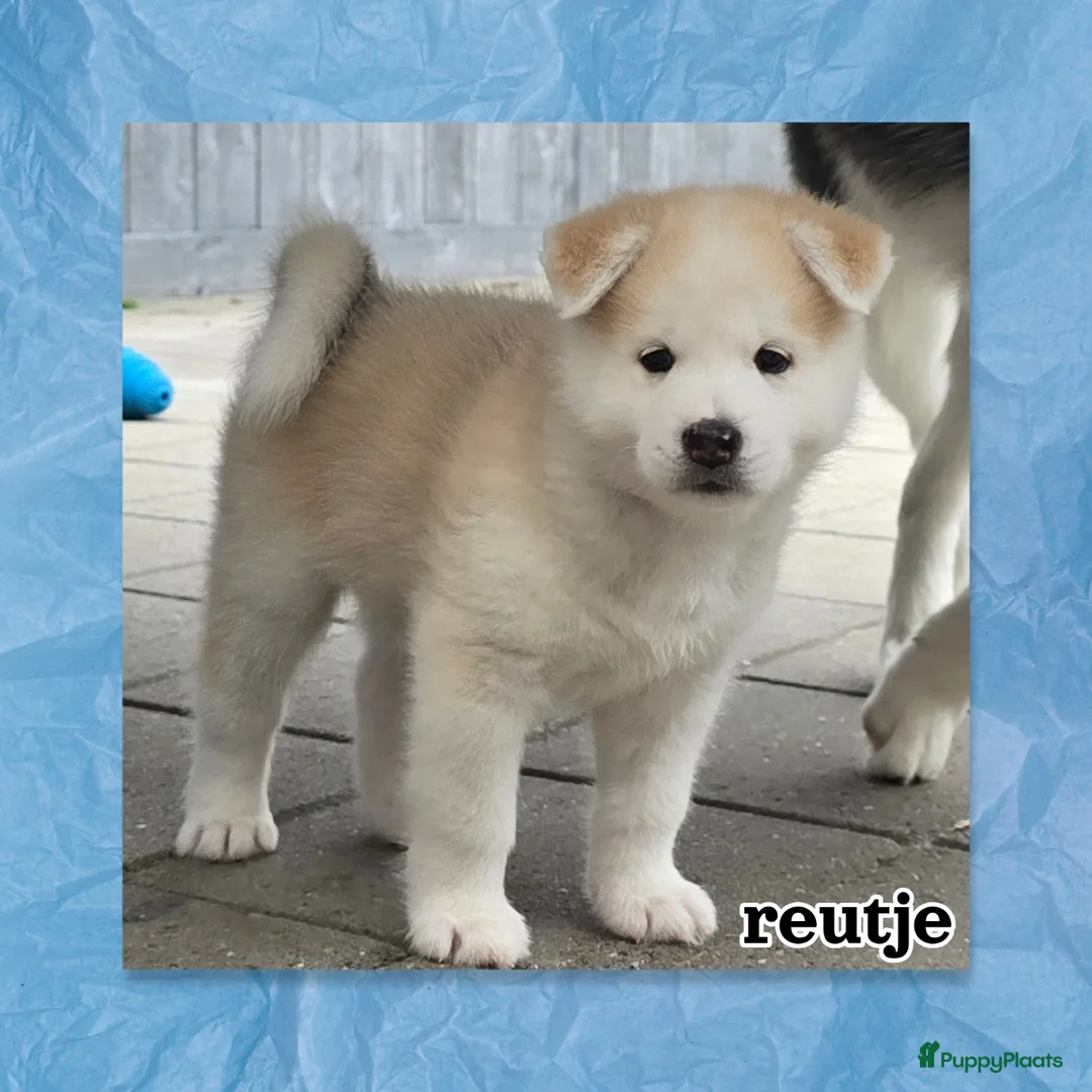 Kruising honden te koop: Alaskan Malamute mix  in Boxtel - Advertentie 2