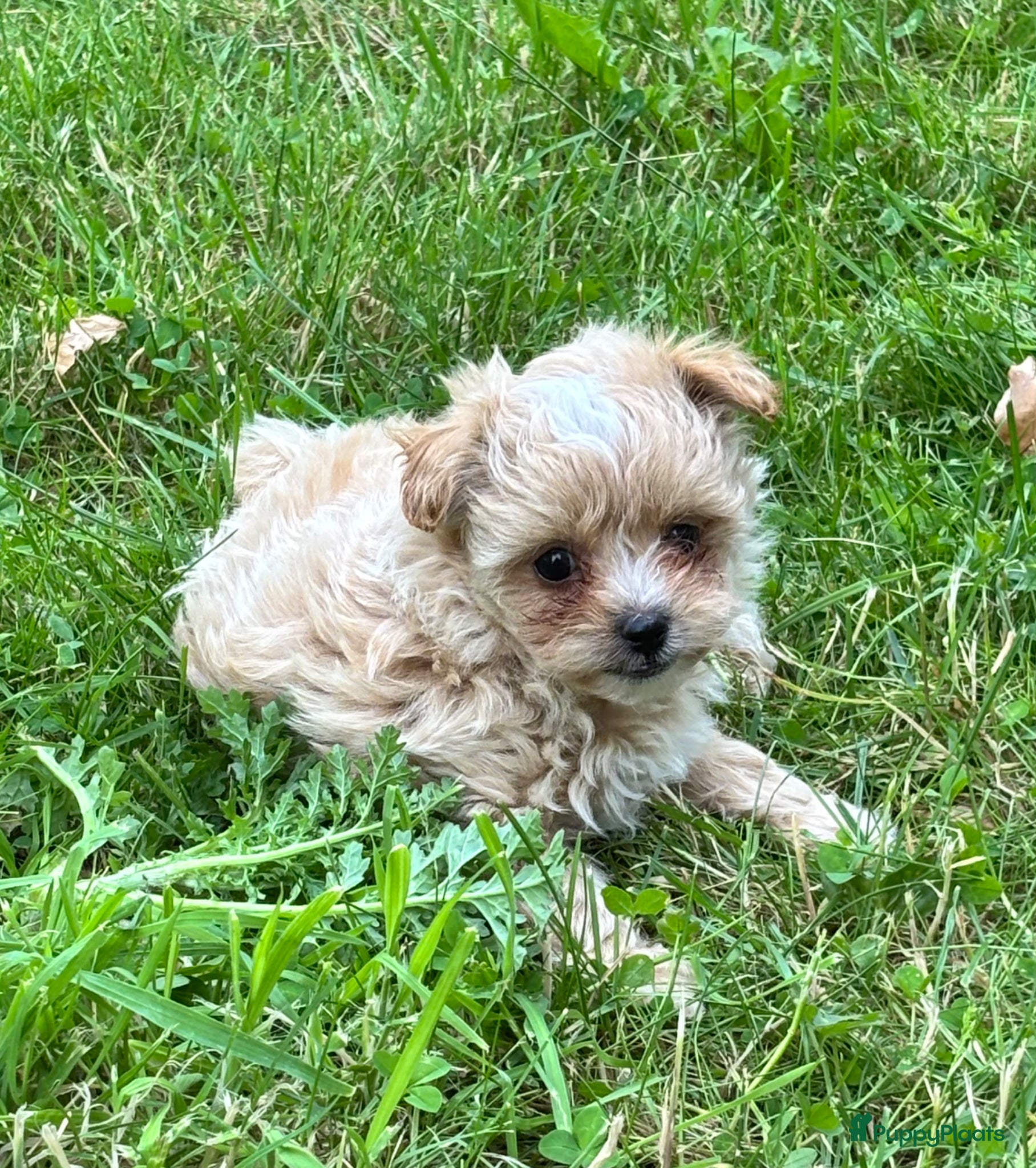 Kruising honden te koop: Pomapoo pups uit geteste ouders - Advertentie 13