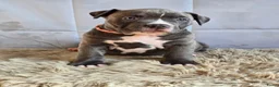 Amerikaanse Bully honden te koop: American Bully XL pups ABKC stamboom - Advertentie 16