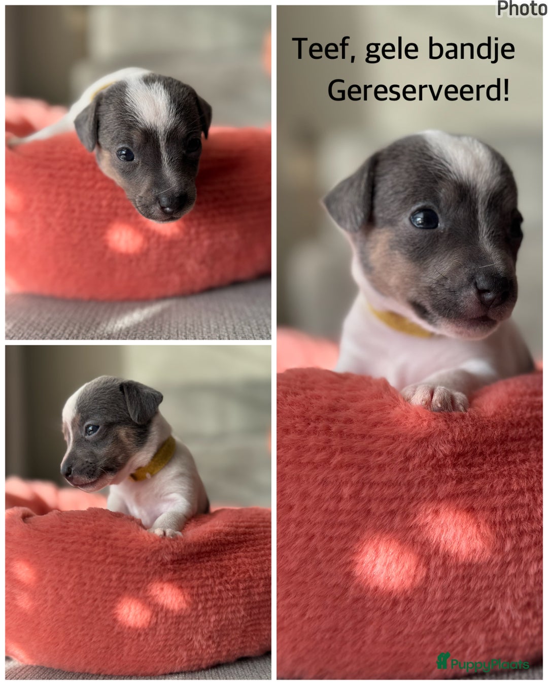 Jack Russel Terriër honden te koop: Jack russel pups - Advertentie 9